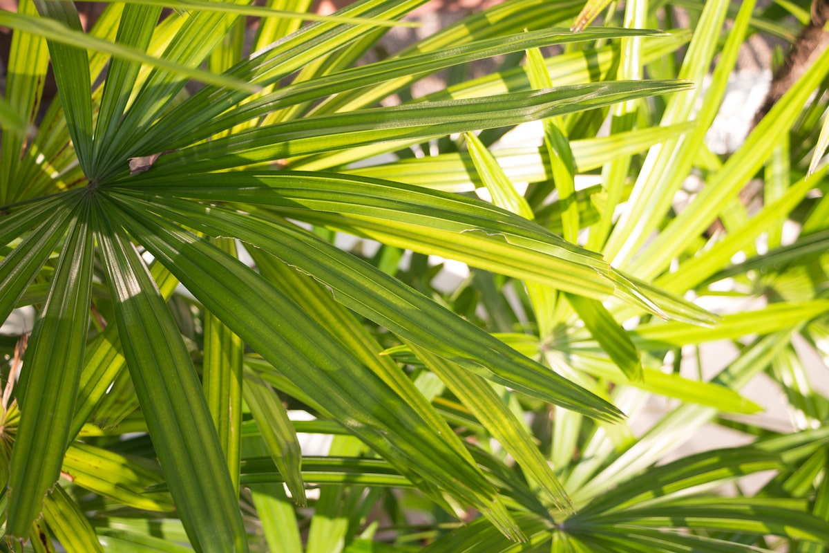 Saw Palmetto: A Hair Growth Miracle? Mixed Evidence, Mixed Results