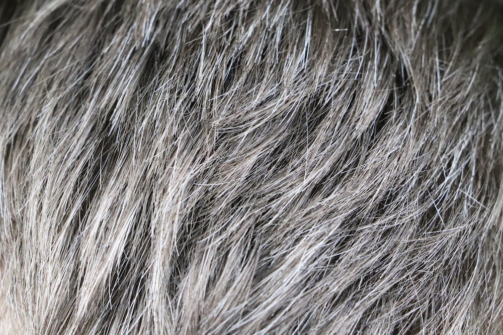 Grey Hair: What Causes It, And Can It Be Reversed? A Scientific Analysis