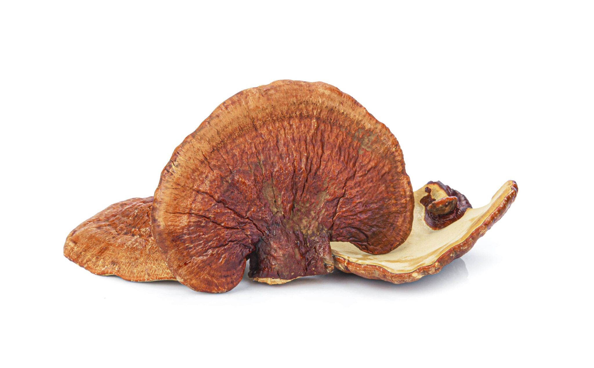 Reishi Mushroom For Hair Loss: The Problem With This DHT Blocker