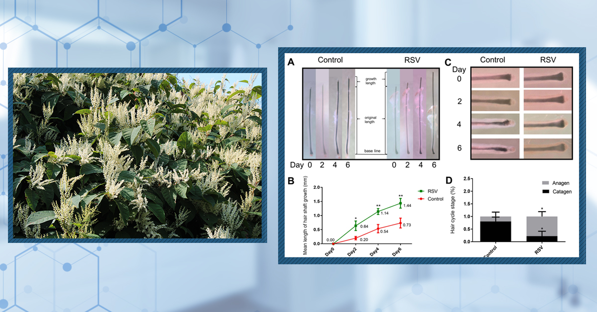 Japanese Knotweed For Hair Loss: A Scientific Analysis